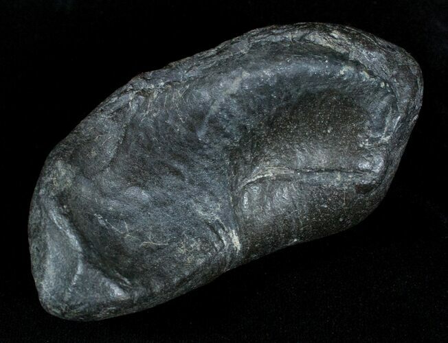 Fossil Cetacean (Whale) Ear Bone - Miocene #3485